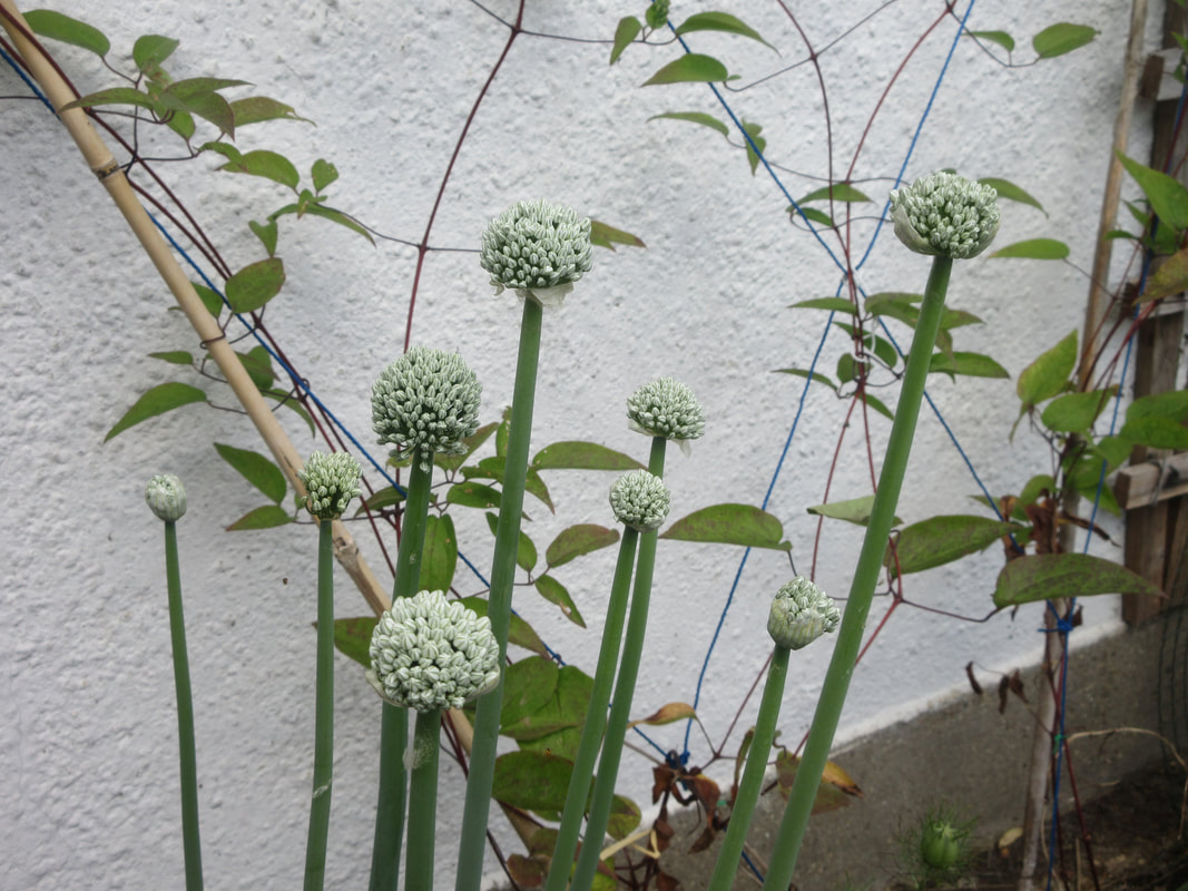 Tall green stalks topped with pompom-like white flowers.