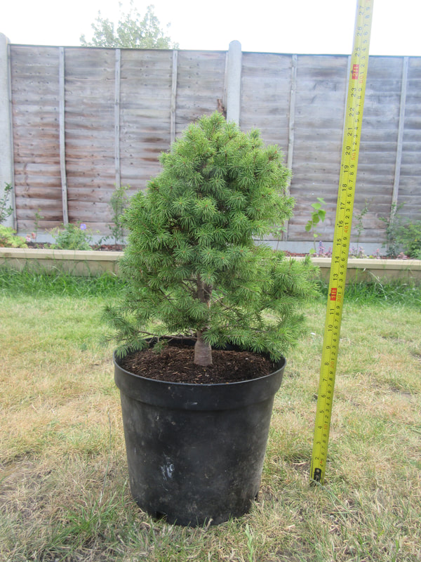A bushier Christmas tree in a larger black plastic pot next to a tape measure.  It is 55cm tall.