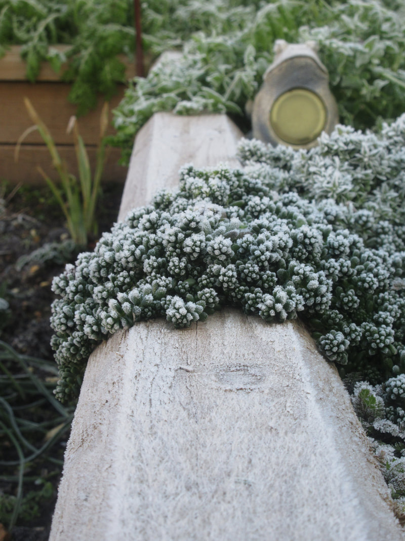 Alpine plants covered in frost next to a frog-shaped garden ornament with a light in its belly.
