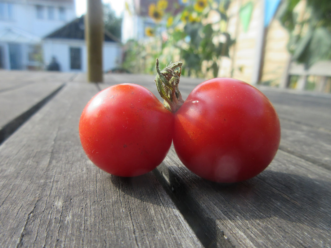 Two small, round, pert tomatoes growing out of one stalk.  They are sitting on a garden bench.