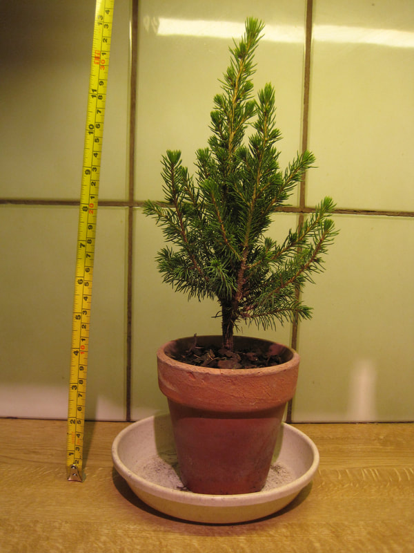 A spindly Christmas tree in a small terracotta pot next to a tape measure.  It is 33cm tall.
